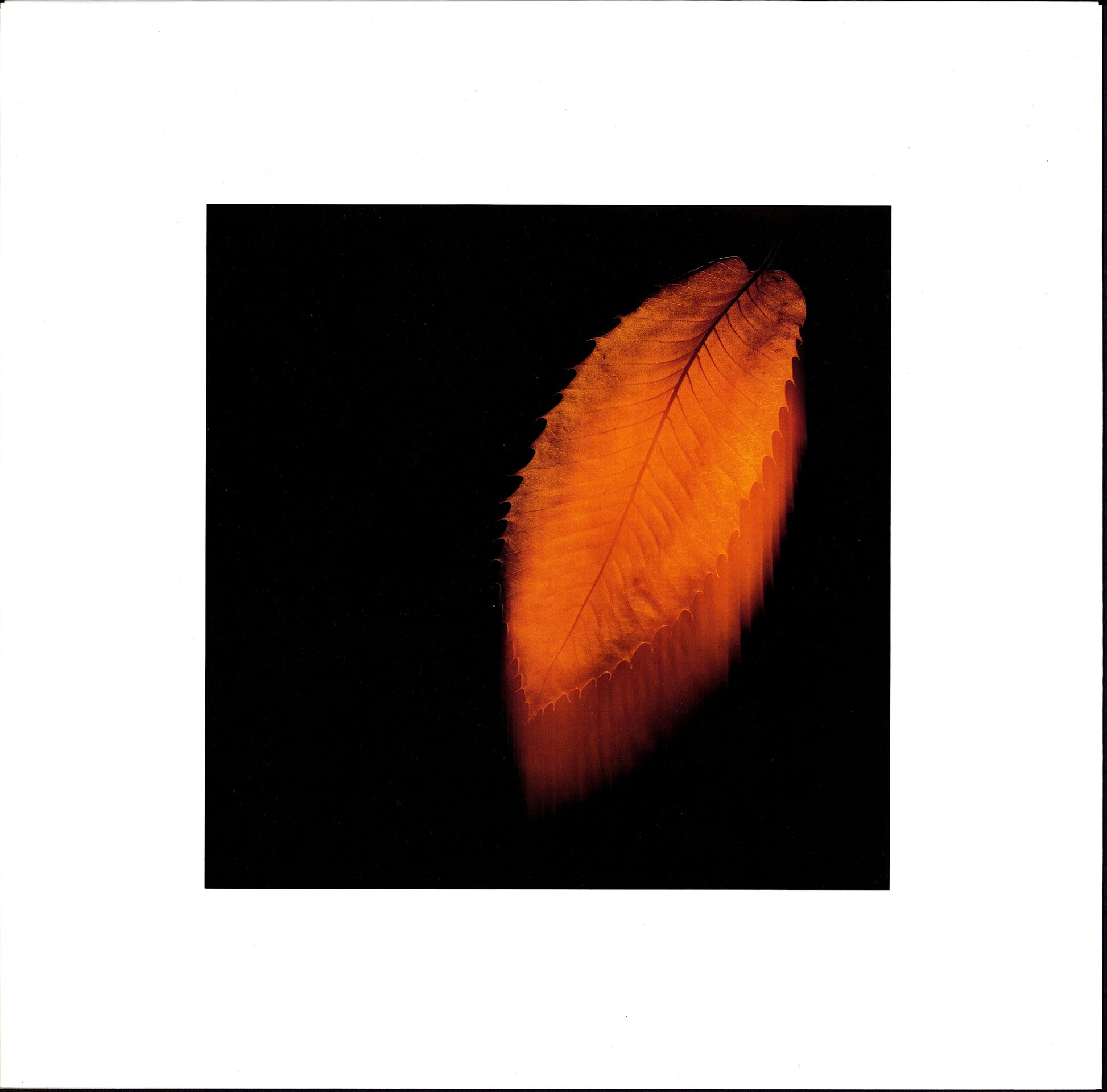 Peter Gabriel- Peter Gabriel Vinyl LP Kopie